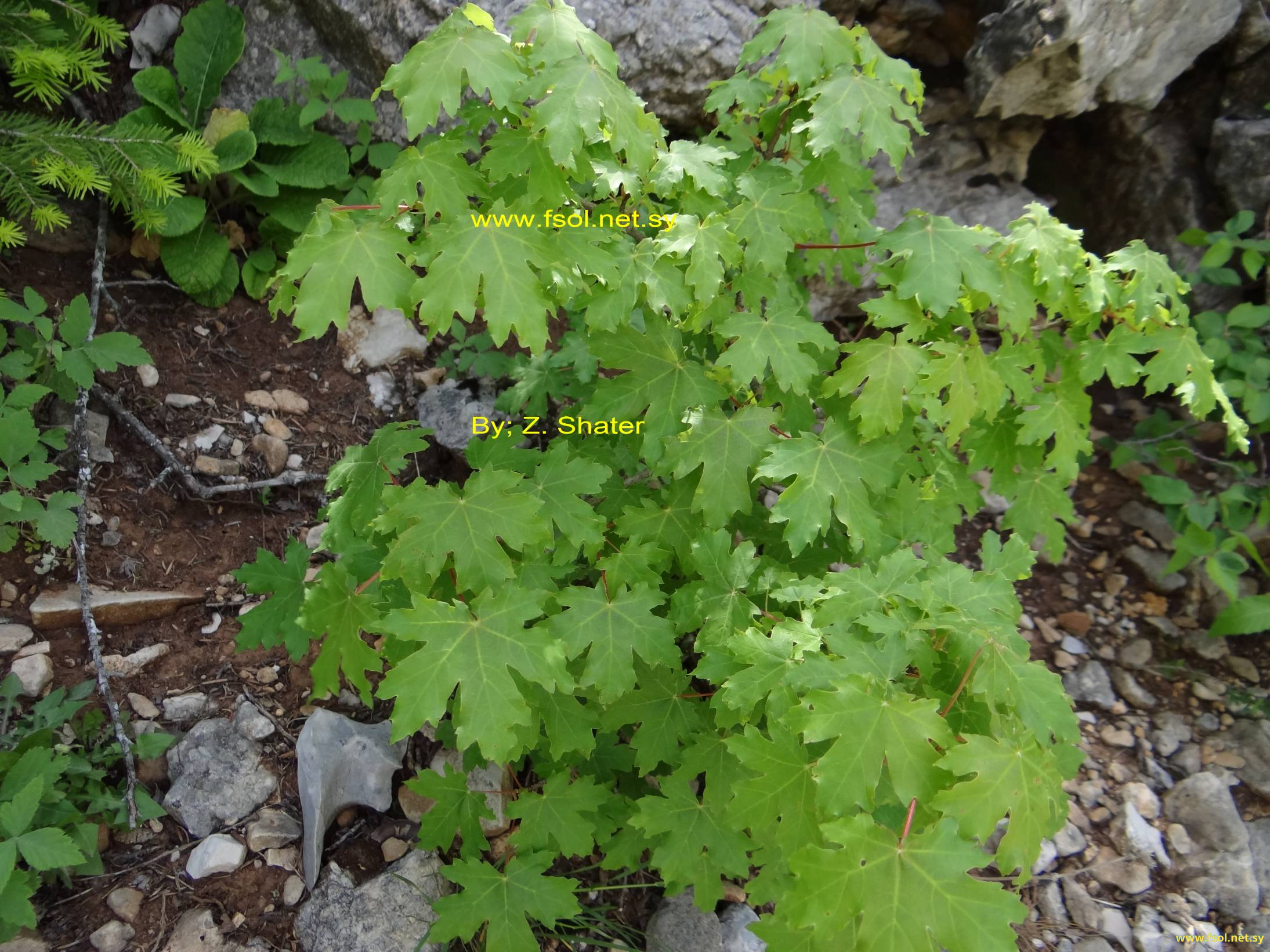 Acer hyrcanum Fisch. & Mey